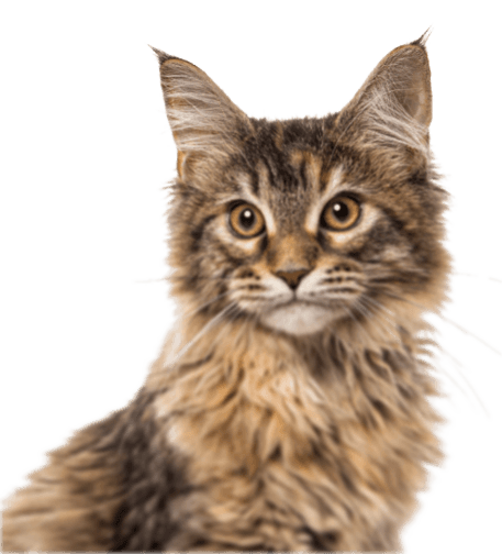 Cat image in Adoptya